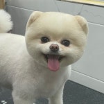 펫샵 개스트하우스