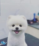 펫샵 개스트하우스