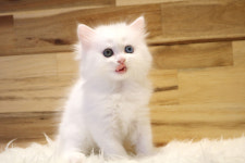 베베캣 고양이