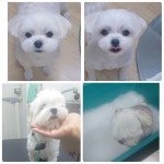조은애견
