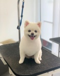 오늘도 예쁘개