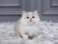 미유펫 강아지고양이 구미점