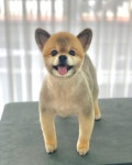 오늘도 예쁘개