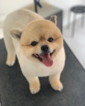 오늘도 예쁘개