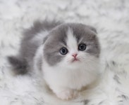 미유펫 강아지고양이 구미점