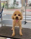 오늘도 예쁘개
