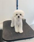 오늘도 예쁘개
