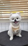 펫살롱 후추네