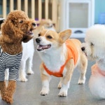 P&M반려견교육센터