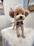 도그묭실