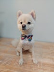 맘스펫 다산애견미용 호텔 가위컷