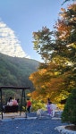 더 트리 홈 [ The Tree Home ]