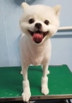 숲속애견샵