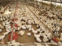 백봉오골계 부성농원