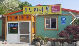 예당느티나무