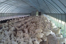 백봉오골계 부성농원