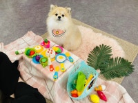 골드퍼피 애견유치원