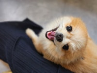 멍냥이네 애견미용