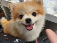 멍냥이네 애견미용