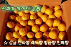 서귀포딱이네농장