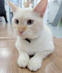 냥다방