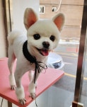 강아지마을