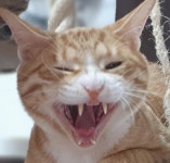 늘조은동물병원