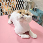 뜰안에냥