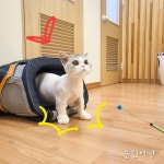 뜰안에냥