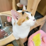 냥다방