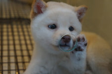 야옹아멍멍해봐 대흥점