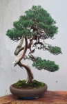 송림조경