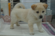 야옹아멍멍해봐 대흥점