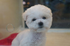 야옹아멍멍해봐 대흥점