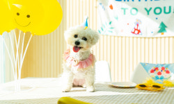 바비애견풀빌라