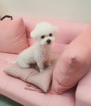 으나펫