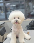 몽말순