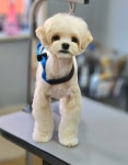 몽말순