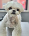 몽말순