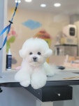 몽말순