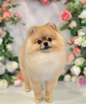 몽말순