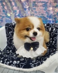 뽀독 시흥정왕점
