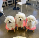 애견카페 로제몽