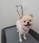 애견이야기