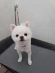 애견이야기