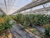 태환이네 귤농장