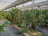 태환이네 귤농장