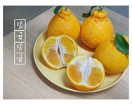 탱귤탱귤