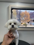 블루도그클럽