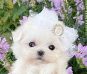 퍼피루미 옥정점